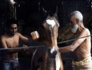 মনসুর মিঞার ঘোড়া চলচ্চিত্র । বাংলা চলচ্চিত্রের অভিধান